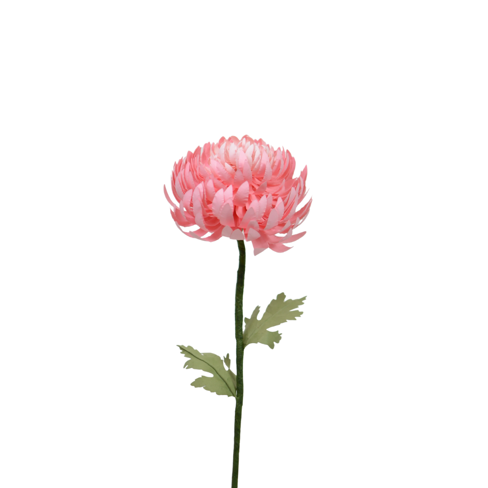 Cúc Mẫu Đơn